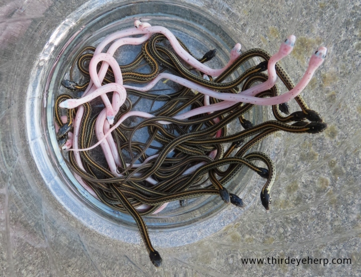 Plains Garter Snakes